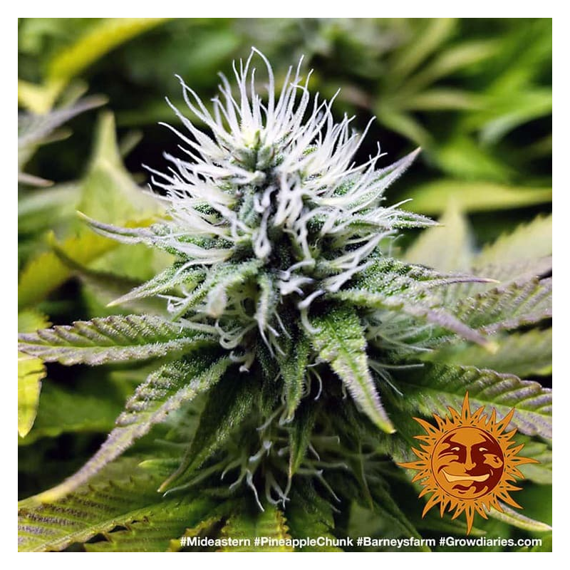 Pineapple Chunk, Фасовка: 3, изображение 5